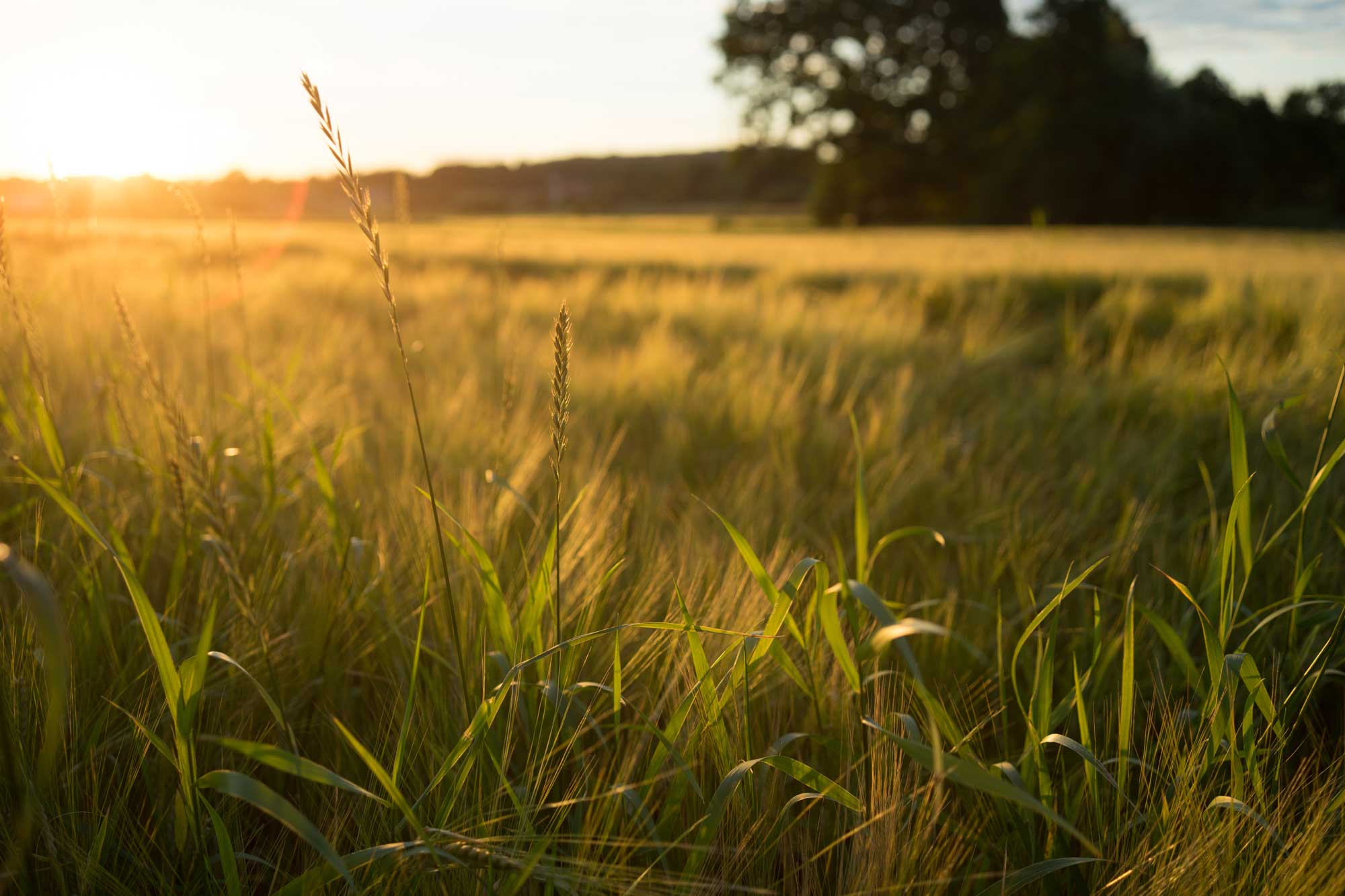 high-angle-shot-meadow-covered-with-grass-sunset-WBE